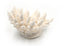 barrier reef premium finger coral